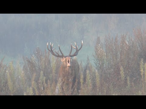 Hirschbrunft und interessante Hirsche in Masuren satt!