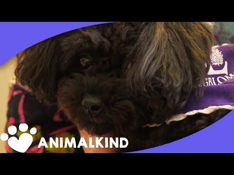 נלה - כלבת הפודל שהגיעה מגן עדן