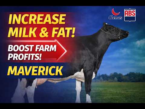 आयातित एचएफ बुल मैवरिक का नया संस्करण लॉन्च | दूध उत्पादन, वसा और कृषि लाभ में वृद्धि | एबीएस इंडिया