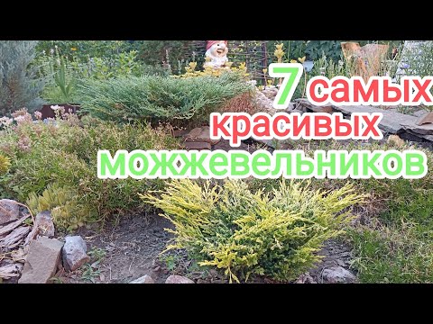 САМЫЕ. КРАСИВЫЕ МОЖЖЕВЕЛЬНИКИ! ОБЗОР!