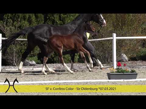 SF Confess Color Sir Oldenburg