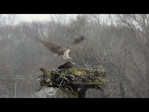 Osprey Update 4 3 24 East