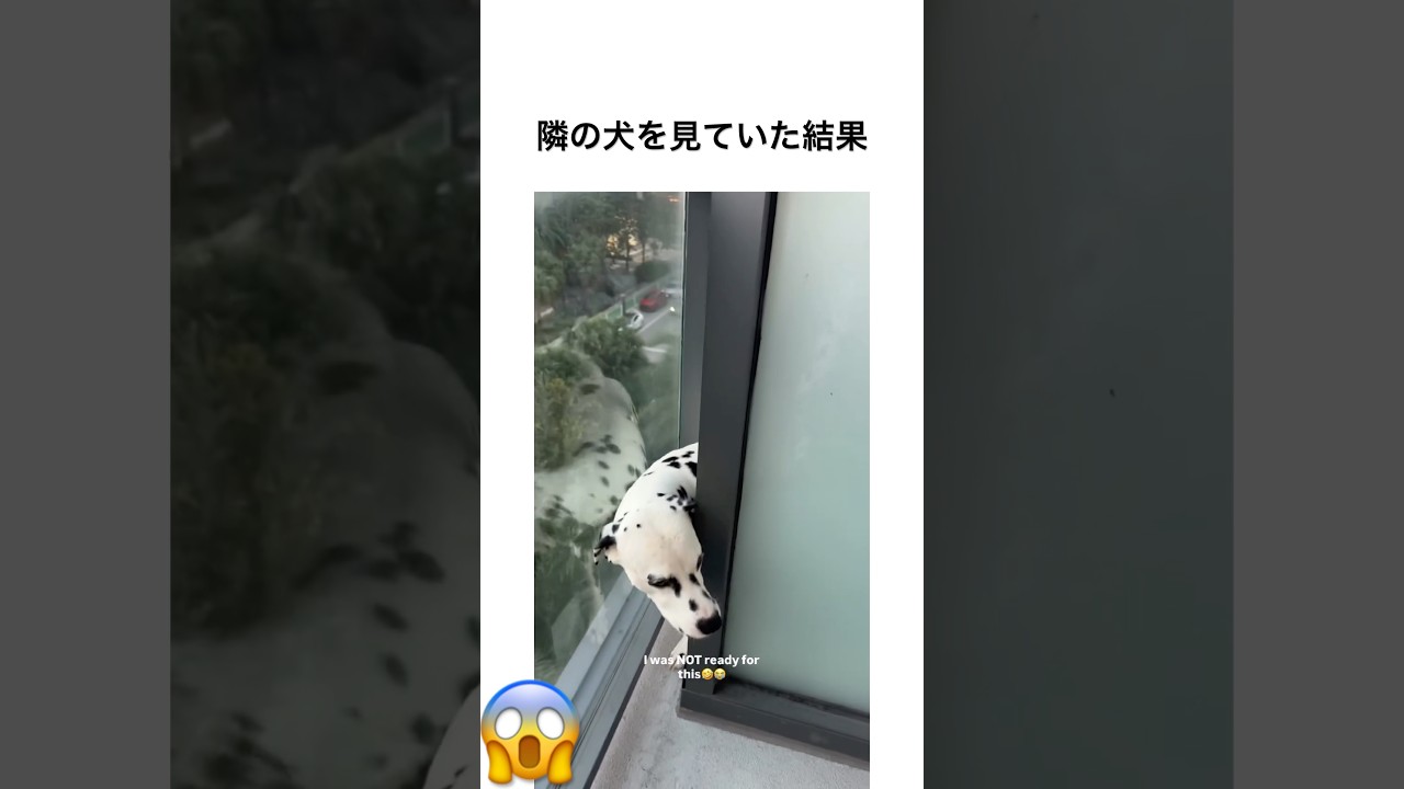 隣の犬を見ていた結果