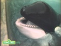 Sesame Street Whales Brushing Teeth