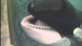 Sesame Street: Whales Brushing Teeth
