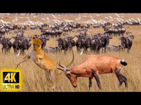 4K African Animals: Most Amazing Wildlife Encounters of Amboseli National Park With Real Sounds 4K