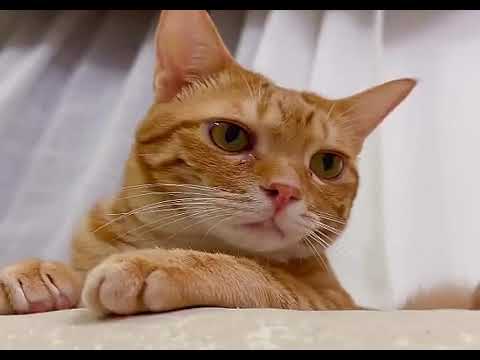 Late-night Ollie's Cat Chat! 🌃💬 Giving Everyone a Goodnight Kiss 💋