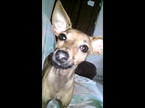Pingo conversando com sua dona...elisangela...que
