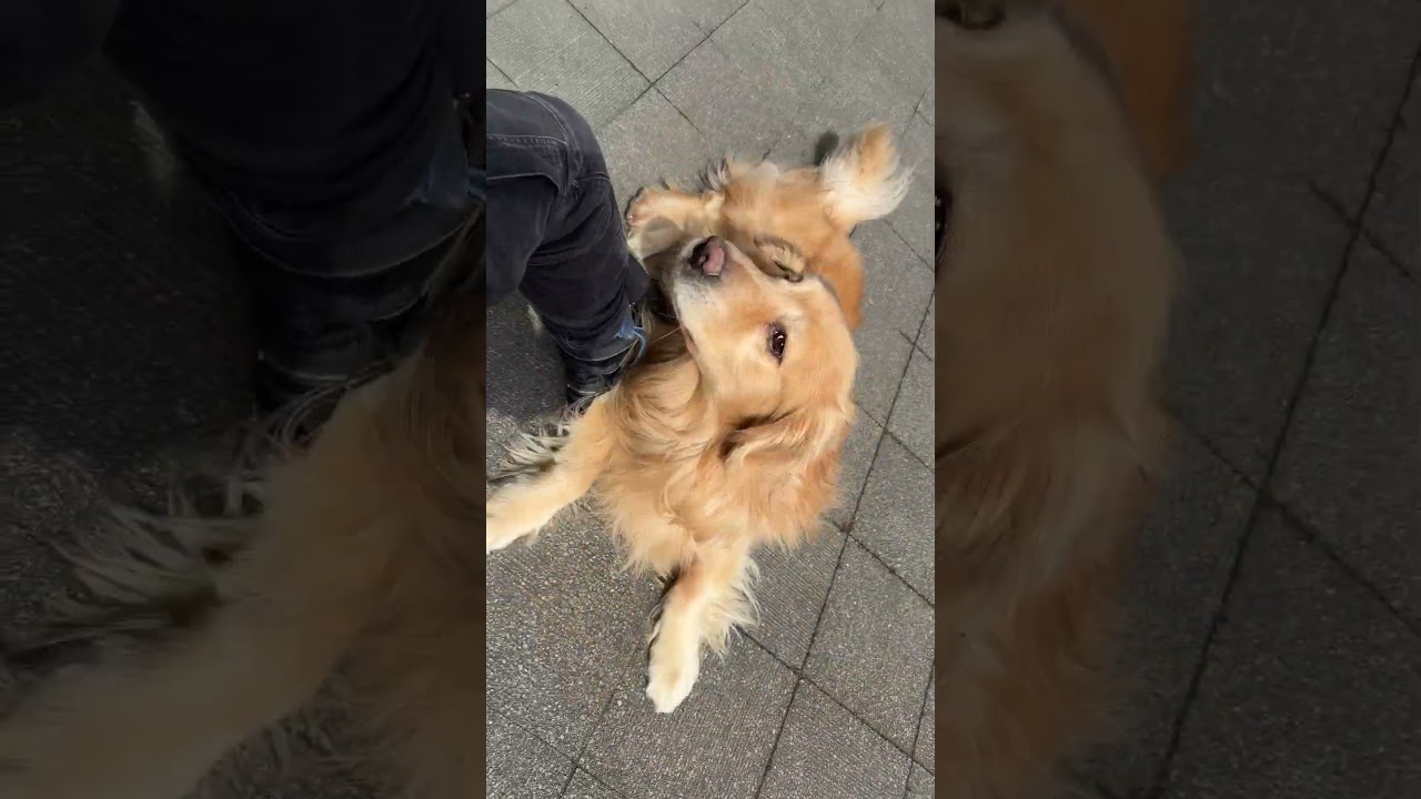 スタバひまひまやだやだやだ #ゴールデンレトリバー