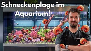 Schneckenplage im Aquarium! Was tun?
