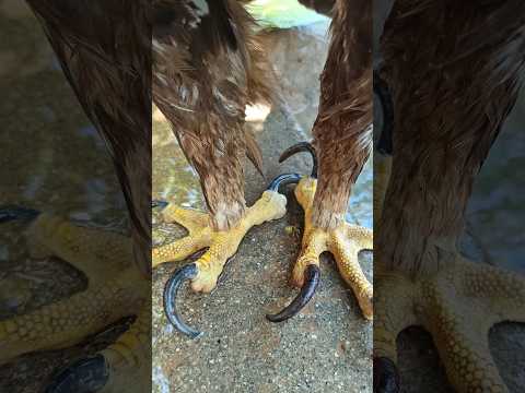 Amazing Golden Eagle | A Deadly Weapon and a Masterpiece of Nature 👀🦅