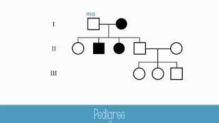 Pedigrees