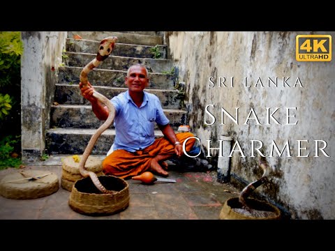 Snake Charmer 4k Cobra Dancing Flute Amazing Street Performer Sri Lanka