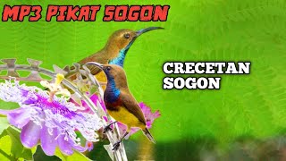 Download lagu Mp3 Pikat Crecetan Sogon Ampuh Untuk Burung Sogon yang Susah Turun mp3 Download lagu Mp3 Pikat Crecetan Sogon Ampuh Untuk Burung Sogon yang Susah Turun mp3