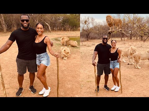 Walking With Lions In South Africa
