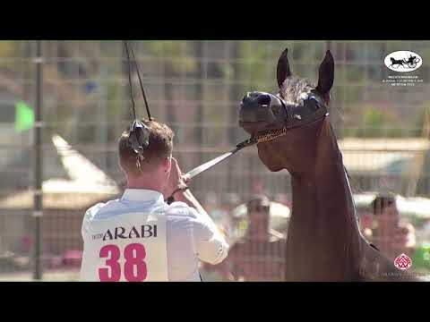 N 38 ZAREEN AA   Mediterranean and Arab Countries AHC   Menton 2022   Fillies 2 Years Old Class 2