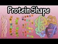 Understanding Protein Structure: Primary to Quaternary Levels Explained