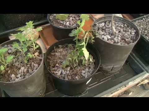 Zwischenstand Hainbuchen und Zusatzarbeit ( 2022 - 32 )