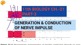Class 11 Biology|Ch.-21 |Part-3||Generation & conduction of nerve impulse||Study with Farru