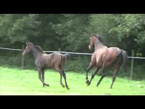 Don Romanov  x  Vollblut, Stutfohlen 2016