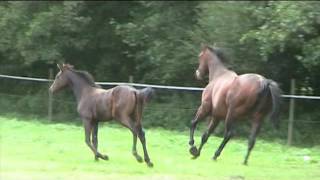 Video koně Dorofina