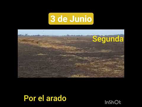 Galgos de mí Pueblo. Calchaquí. santa fe