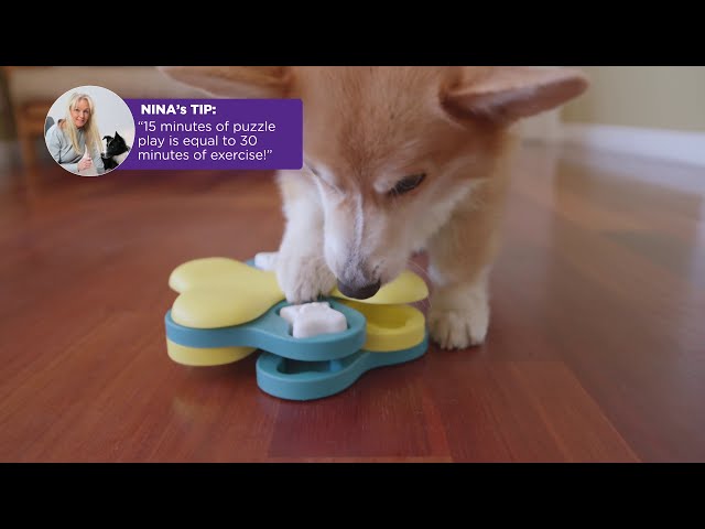 Vídeo relacionado con Nina Ottosson por Outward Hound Dog Tornado - Dispensador Interactivo de recompensas - Rompecabezas para Perros