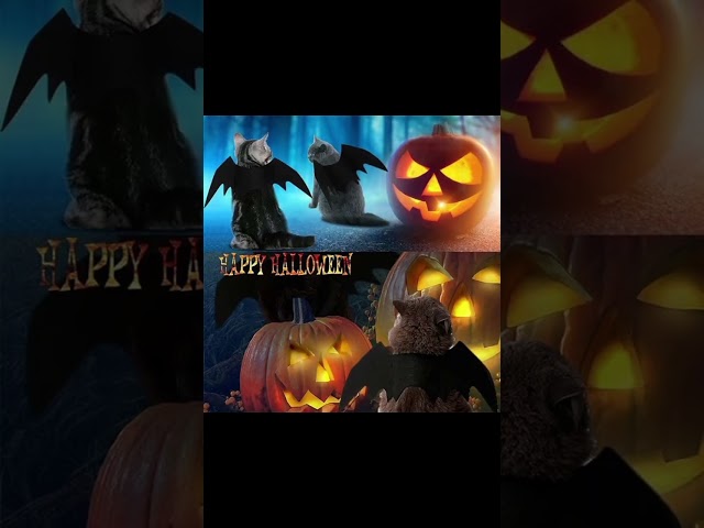 Vídeo relacionado con 2026 Correa para perros Halloween Mascota Perro Correa Metal Hebilla Sombrero Calabaza Sombrero Estampado Murciélago Lindo Accesorio Festival (E, M)