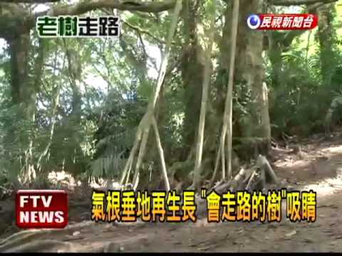 會 增值的 樹