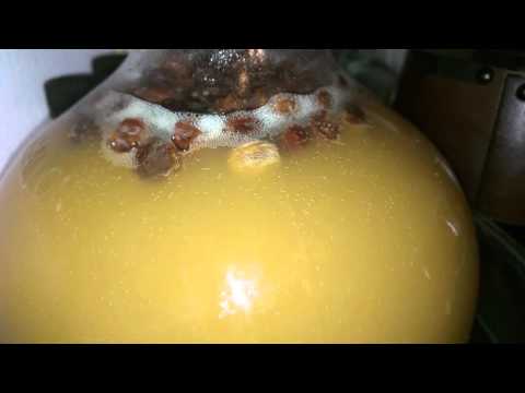 Cyser after 10 days in primary