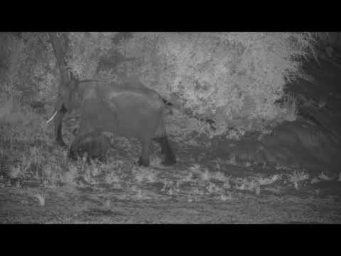 Djuma: Elephant female and brand new calf-what do you think? - 01:20 - 04/09/2022