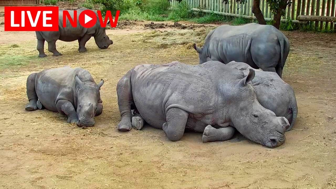 Live webcam view of Rhino Orphanage Cam