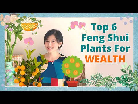 💰TOP 6 Feng Shui Plants for Wealth | Lucky Feng Shui Plants