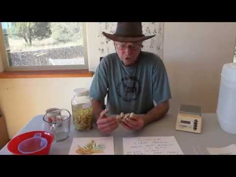 VOYAGE BOTANICA - GINGER - Fresh Extract Making & Medicinal Uses - YouTube