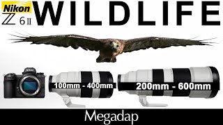 Nikon Z - 100-400mm and 200-600mm - For Wildlife - Birds - MEGADAP ETZ11 ETZ21
