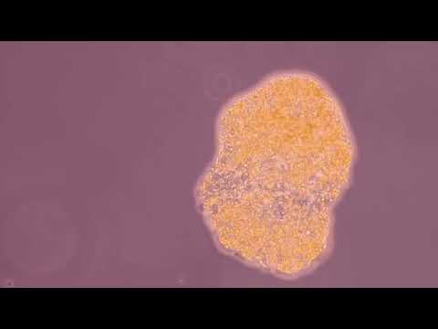 JAUZAS THE SHINING feat Victoria Lukas-  PARASITES  (Space Factory)