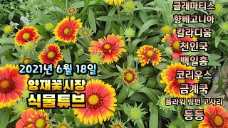 양재꽃시장 식물튜브 야생화, 관엽, 화초 입고소식 입니다. 시청하시고 눈호강과 힐링하세요~  #양재꽃시장 #…