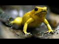 This South American Frog is Deadly to the Touch