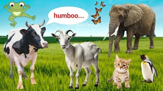 Cute Little Animals | Cow, Cat, Dog, Elephant, Horse, Sheep, Pig | Animal Sounds | Animal Moments