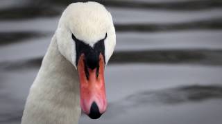 Video Goodfoul - Swan Lake