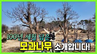 100년 세월 담은 2천만원짜리 모과나무 소개합니다. 파격할인!!!!