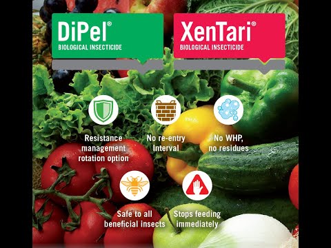 Technologies Ahead of Their Time DiPel and XenTari