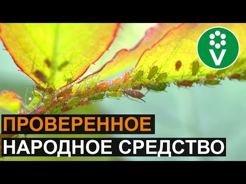 ТЛЯ? Забудьте о ее существовании!