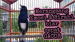 Download lagu Suara kacer gacor ngeplong merangsang emosi dan birahi kacer lain agar cepat gacor mp3