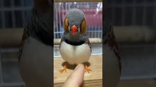 Download lagu Suara Zebra Finch || Burung Finch Jinak || Burung Finch Zebra Jantan mp3