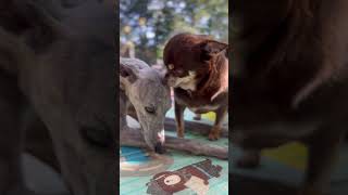 Nossos momentos!❤️🐾 #cachorro #dog #whippet #sexta #amor #chihuahua #japanesechin