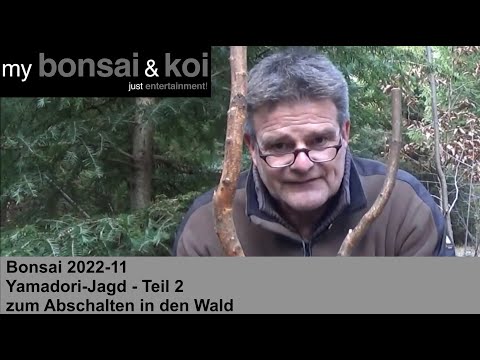Bonsai 2022-11 - Yamadori Hunt - Part 2 - Relaxing in the Forest