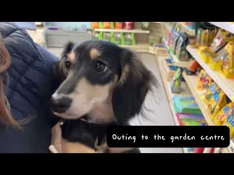 Day in the Life of a Sausage - WEEKEND EDITION