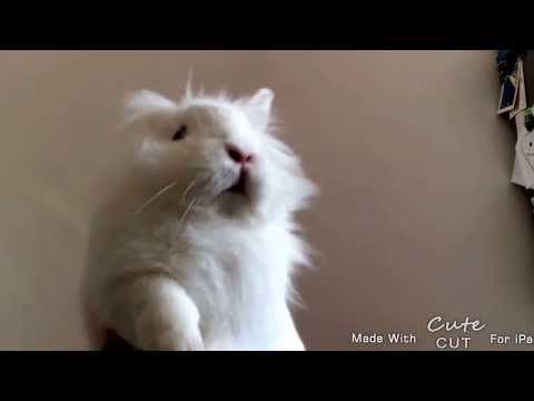 Shanti is Happy (we are happy from Taranto)