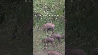 Gewinnspiel | Ein Jagdwochenende im Schwarzwald | Schwarzwaldhunters &amp; Hunting_Bingo | #gewinnspiel